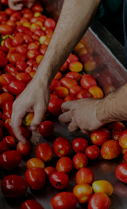 Eine Person die Tomaten sortiert. (Foto)