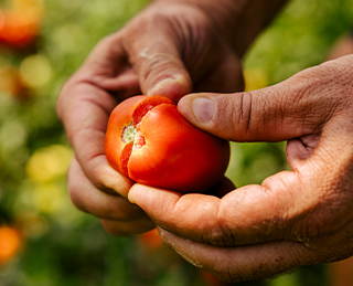  Zwei Hände versuchen eine Tomate zu halbieren. (Foto)