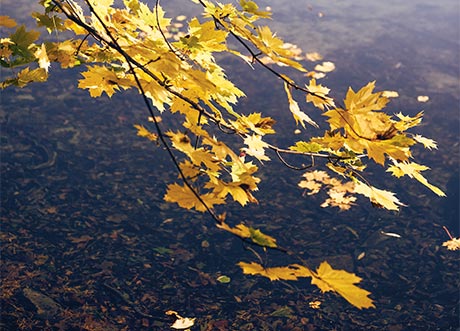 Blätter spiegeln sich im Wasser (Foto)