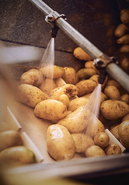 Kartoffel in der Waschanlage (Foto)