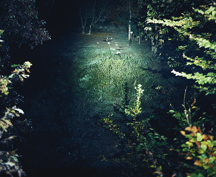 Waldfoto von einer Wildkamera (Foto)