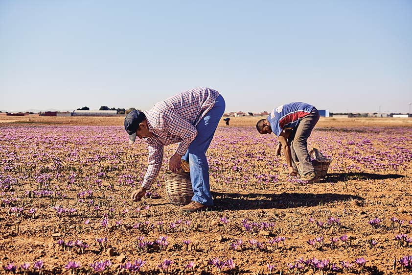 Männer pflücken Safran auf dem Feld (Foto)