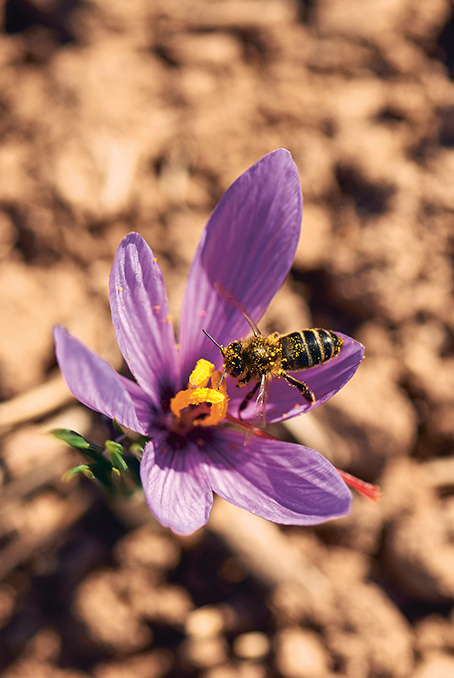 Bestäubung der Safranblüte durch eine Biene (Foto)