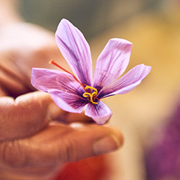 Safranblüte in der Hand haltend (Foto)